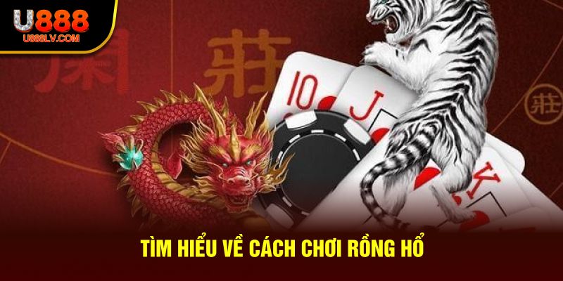 Tìm hiểu về cách chơi rồng hổ